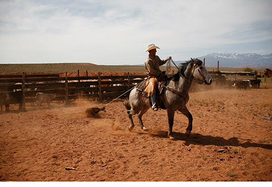 Photo of Cowboy Roping a Calf
