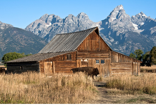 Bison in front of old barn with mountains in the background
