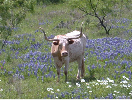 Longhorn Steer Among Blue Bonnets