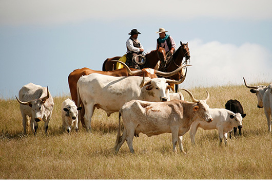 Photo of Cattlemen