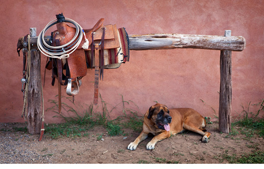 Photo of saddle on fence with dog below
