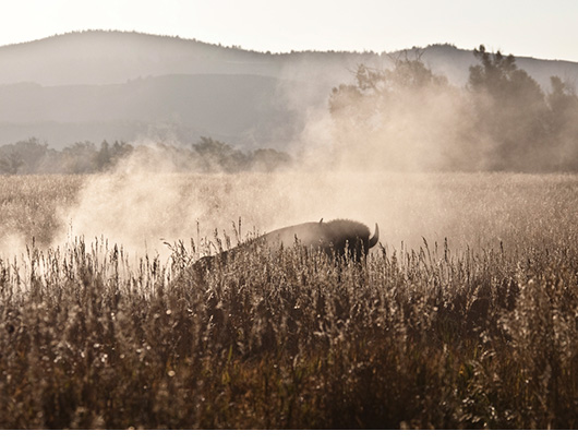 Nadine Levin Photo - Rising from the Dust