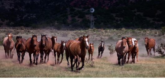 Horses running towards camera