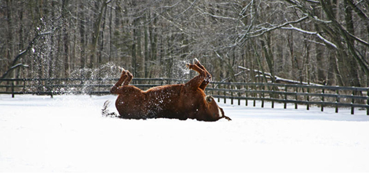 Photo of a horse on its back making snow angels