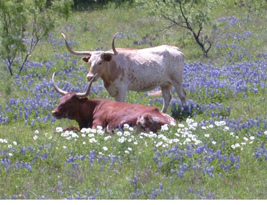Steers in a field