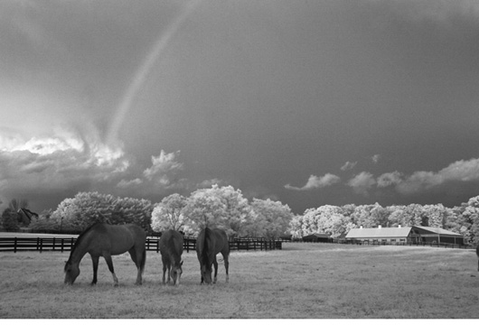Cows in a pasture under a rainbox