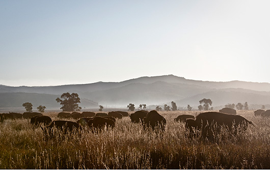Herd of Buffalo on the plain