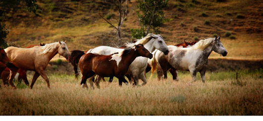 Myron Boyd photograph of horses walkikng through a field