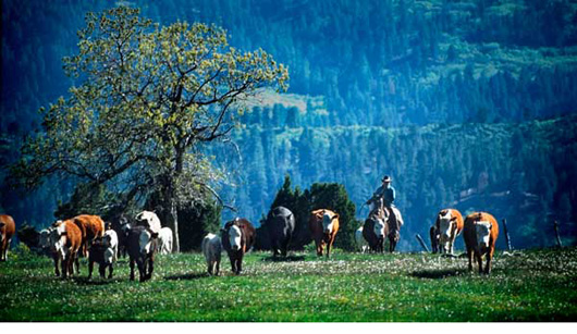 Cowboys and Cows