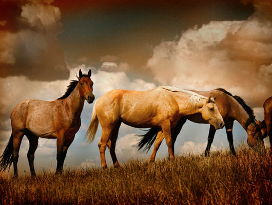 Horses standing on a hill with wind in their manes