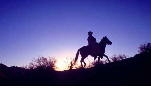 Cowboy on Horse